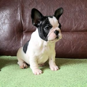 Francuski Buldog PRELEPI štenci