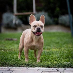 Francuski buldog, mlade ženke
