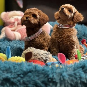 Toy Pudla prelepi štenci