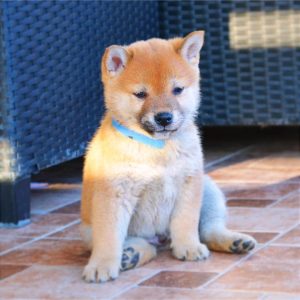 Shiba Inu Štenci